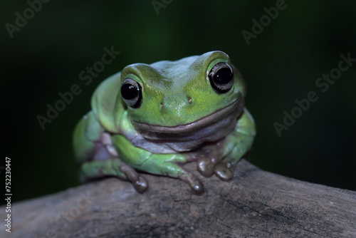 Dumpy frog on a branch, tree frog front view, litoria caerulea