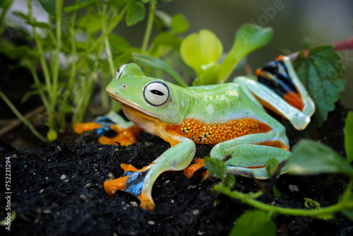 flying tree frog sitting on moss , Rhacophorus reinwardtii photo