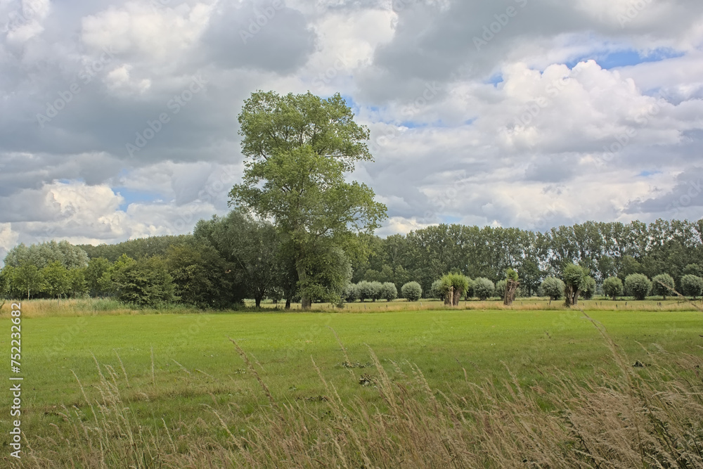 Naklejka premium Meadows with poplar and willow trees in Assebroekse Meersen nature reserve, Bruges, Flanders, Belgium