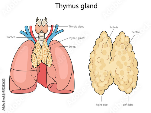 Human Thymus gland structure diagram hand drawn schematic vector illustration. Medical science educational illustration