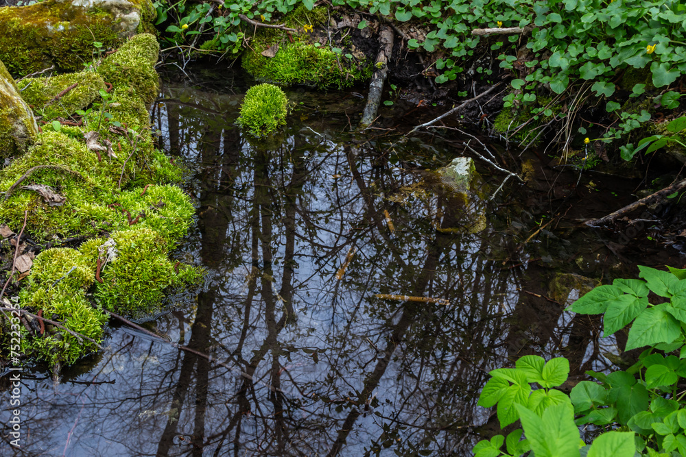 River in a forest park. Plants, moss, green grass. Reflections on water. Spring, early summer. Environment climate ecology ecosystems, pure nature. Idyllic landscape. High angle view