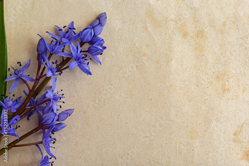 Spring blue flowers of Scilla bifolia on old yellow paper background with blank space for text. Floral frame for greeting or invitation. Spring concept in vintage style