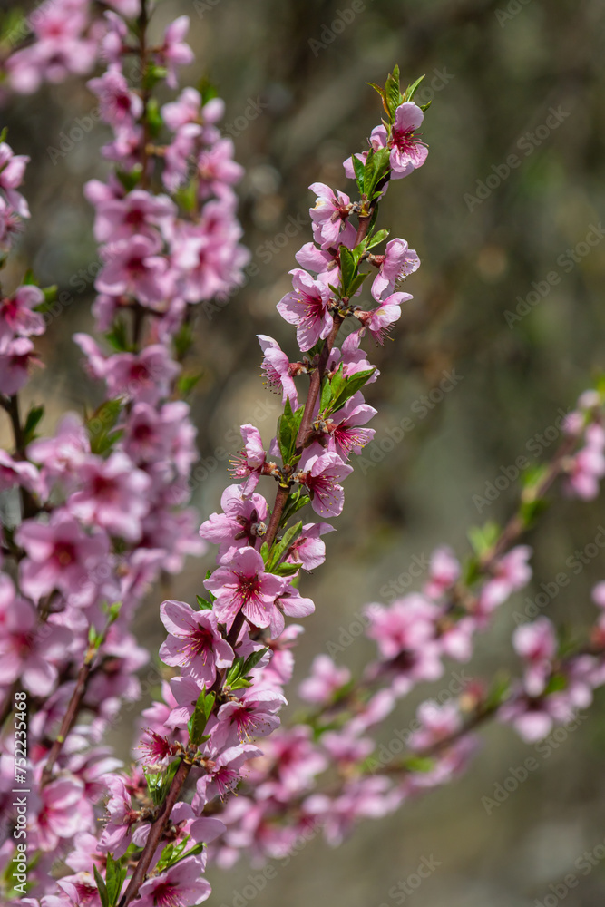 Peach tree, blurred background. Blooming tree in spring with pink flowers. The beauty of the spring garden, the concept of spring Peach tree, blurred background. Blooming tree in spring with pink flowers. The beauty of the spring garden, the concept of spring
