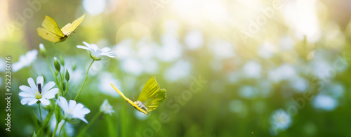 Spring or summer forest glade with flowering grass and butterflies on a sunny day; back lighting, high key