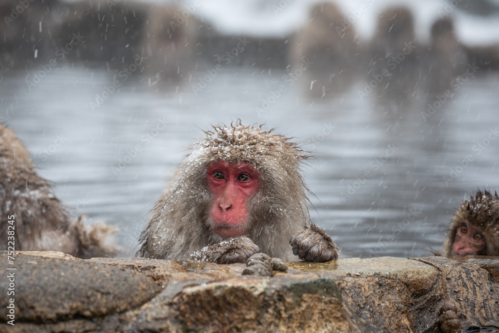 Naklejka premium Snow monkey