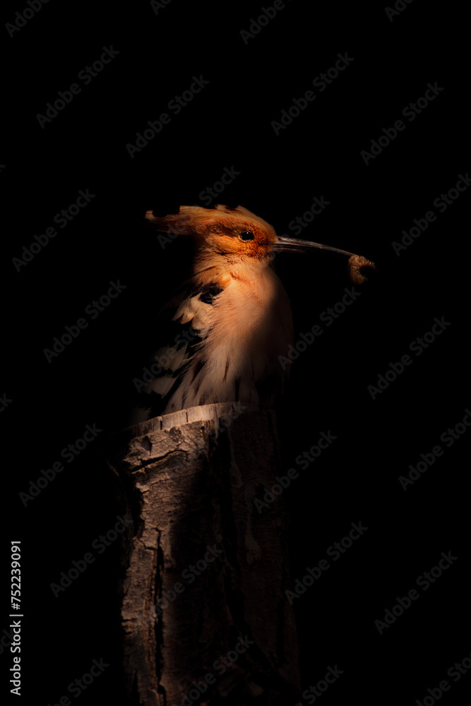 Cute bird Hoopoe. Artistic wildlife photography. Dark nature background.