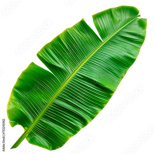 A banana leafy green plant with a long stem. The leaf is very large and has a shiny, smooth texture Isolated on transparent background, PNG
