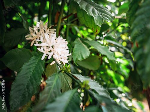 White coffee flowers blooming on coffee plants season and green coffee leaves. close-up