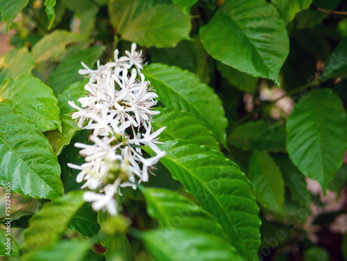 White coffee flowers blooming on coffee plants season and green coffee leaves. close-up