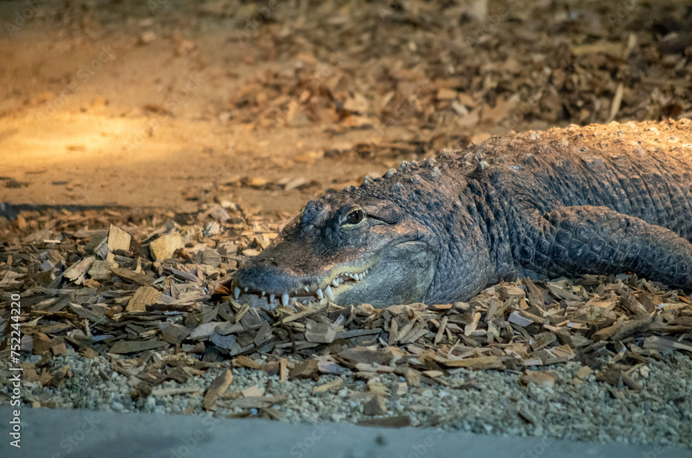 Obraz premium alligator in the everglades