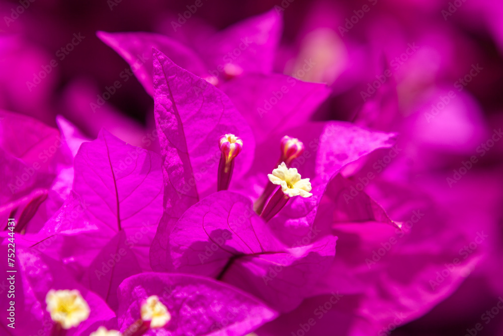 Beautiful pink flowers close view background at Doi Suthep, Chiang Mai, Thailand. Beautiful pink flowers close view background at Doi Suthep, Chiang Mai, Thailand.