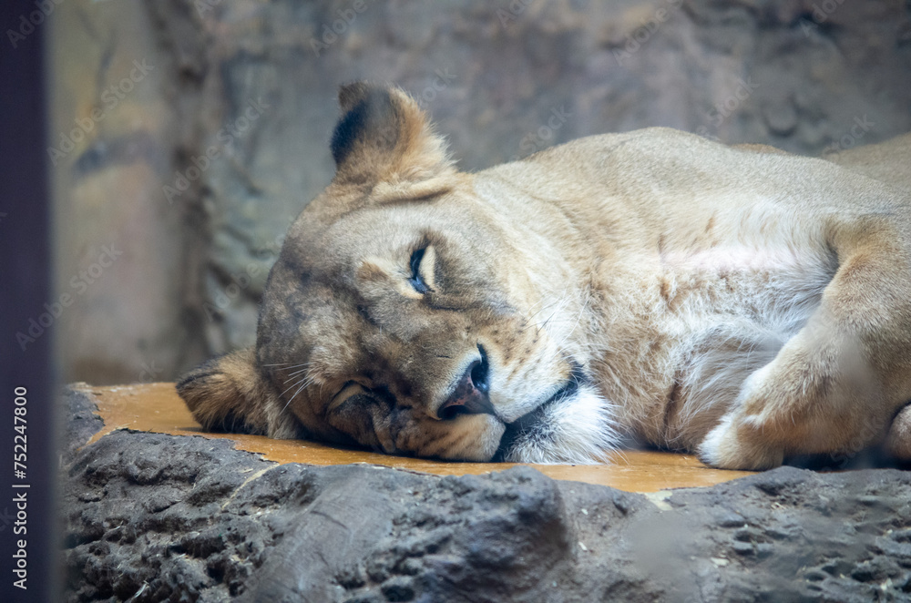 Naklejka premium lion cub resting
