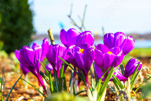 View of blooming crocuses in a clearing in the morning light. Close-up of beautiful blooming crocuses in spring. © Артем Лукин