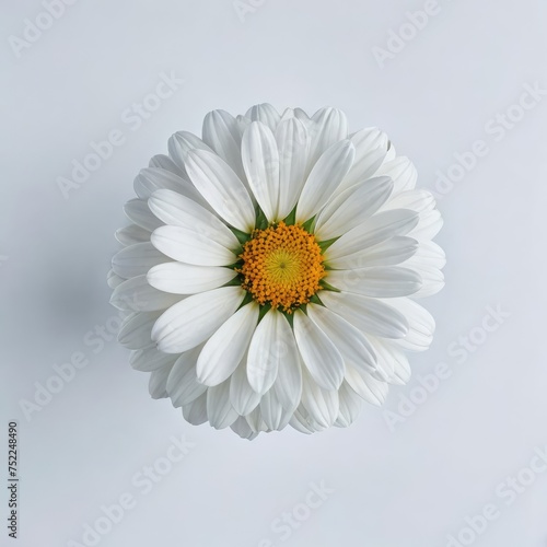 daisy flower on a white background 