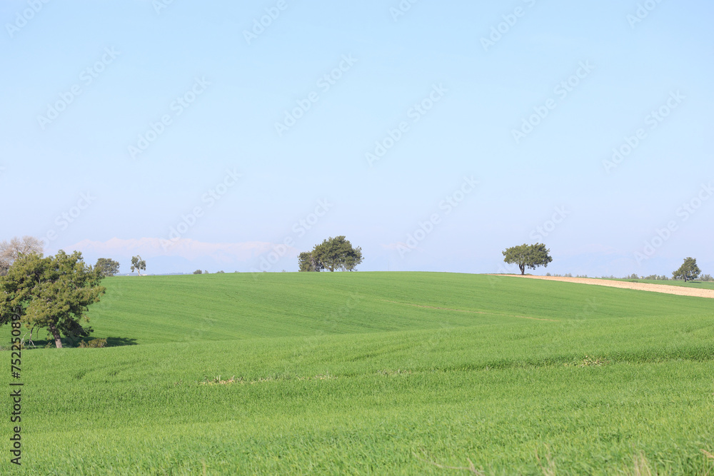 Fototapeta premium Wheat field with a tree