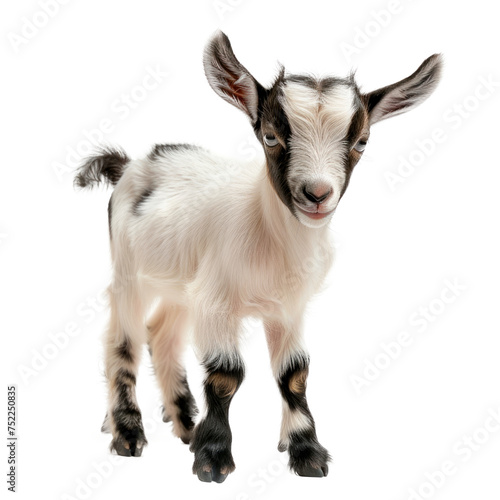 A goat with a black and white face is staring at the camera Isolated on transparent background, PNG