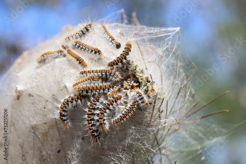 Pine processionary moth (Thaumetopoea pityocampa) and cocoon on pine tree photo