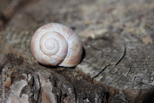 An empty snail shell on wood log