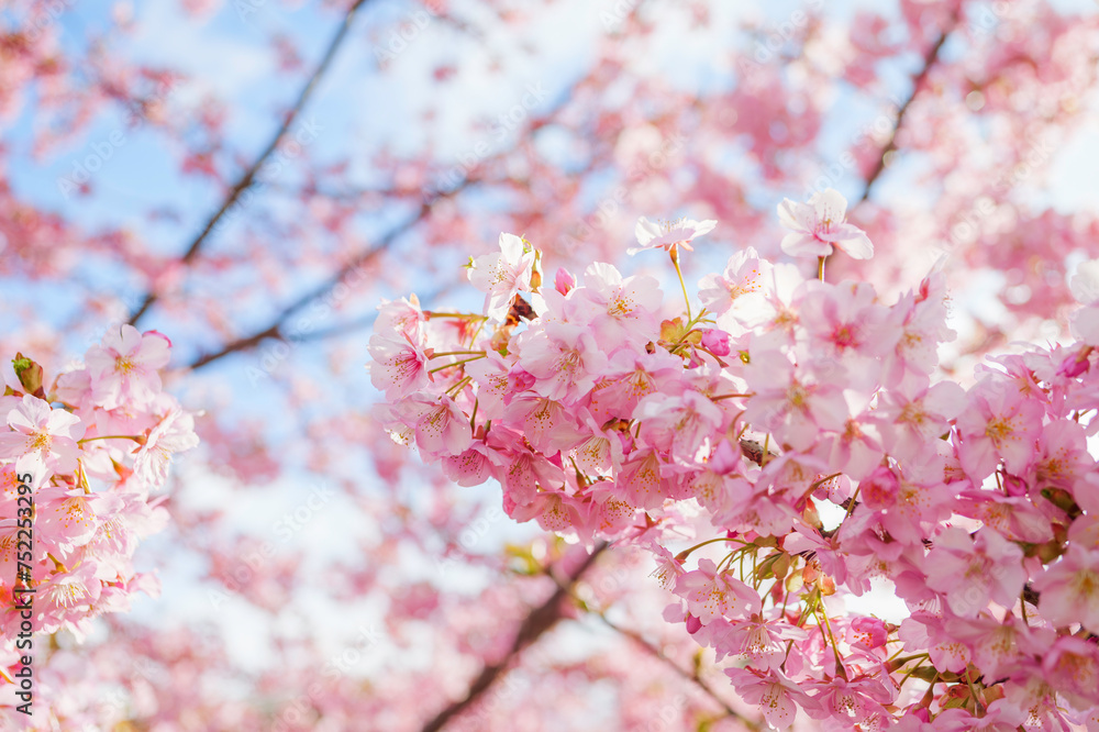 Pink cherry blossom under blue sky