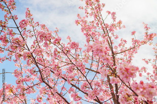 Pink cherry blossom under blue sky