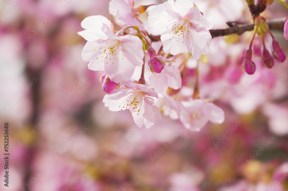 Pink Cherry blossom or sakura flower close up