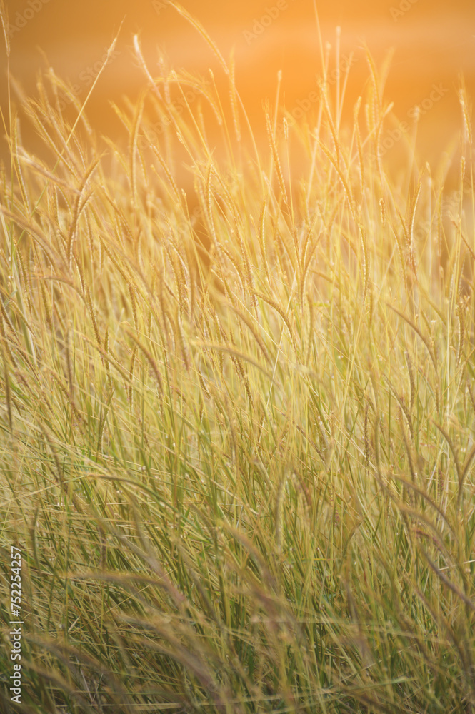 Fototapeta premium golden wheat field in sunny day