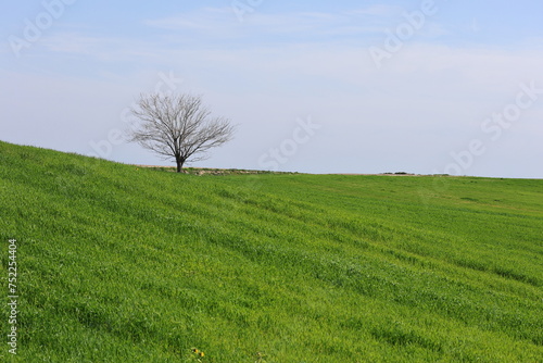 a lone tree in wheat field 