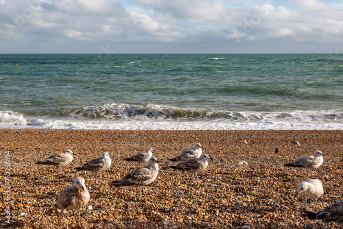 Juvenile seagulls standing on the pebble beach at Brighton, on a sunny summer's day
