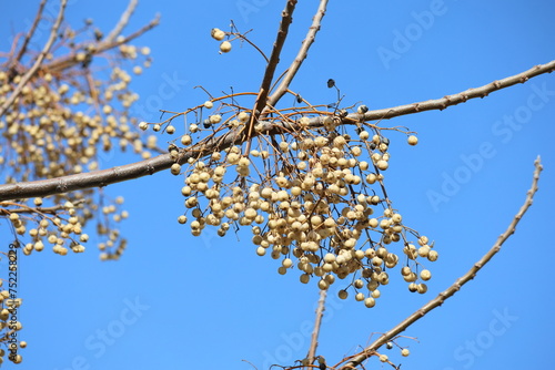 Berries and seeds of Melia azedarach commonly known as the chinaberry tree photo