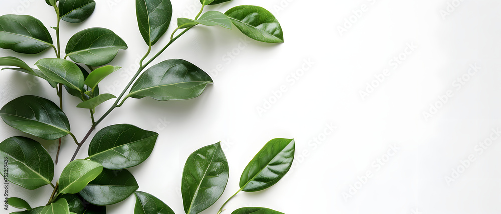 Fototapeta Plant Twig and Leaves Isolated on a White Background