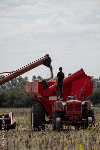 Joven de espalda sobre tractor controlando llenado de tolva con granos de girasol, campo argentino, imagen vertical photo
