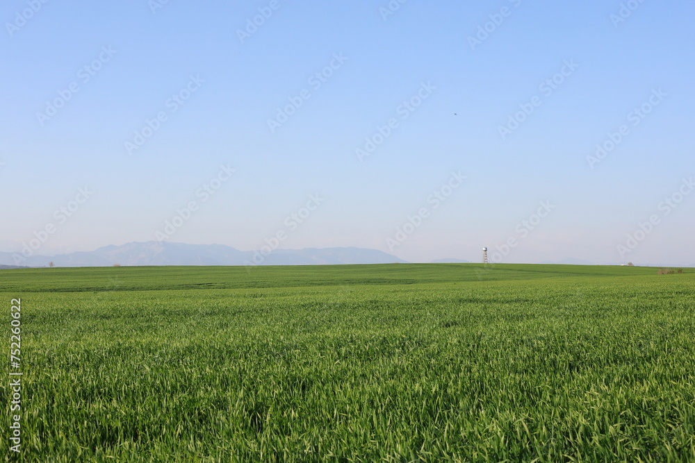 Fototapeta premium panoramic view of wheat field with blue sky