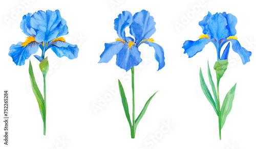Set of stem iris flowers with green leaves in watercolor