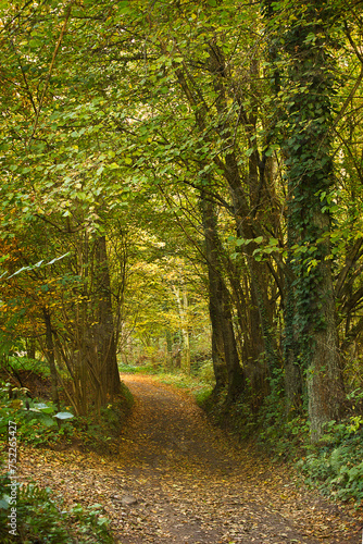 Path in the autumn forest. Autumn forest landscape