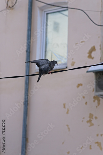 A baby pigeon sits on a wire with its wings spread out.
