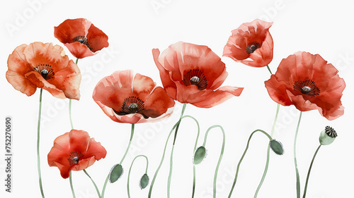 Red poppies watercolor painting. Delicate illustration of red poppies on a white background.