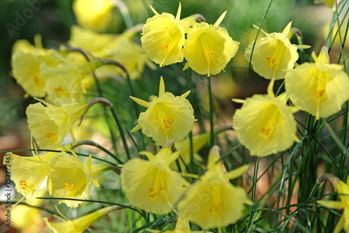 Bright yellow Narcissus romieuxii  also known as hoop petticoat daffodil in flower. ..