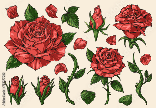 Red rose colorful set elements © DGIM studio