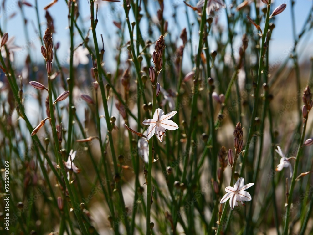Blooming pollow-stemmed asphodel, onionweed, onion-leafed asphodel or pink asphodel (Asphodelus fistulosus) on a rocks at Mediterranian cost of Spain Blooming pollow-stemmed asphodel, onionweed, onion-leafed asphodel or pink asphodel (Asphodelus fistulosus) on a rocks at Mediterranian cost of Spain