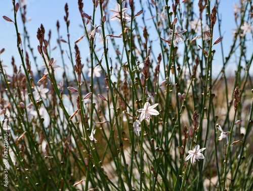 Blooming pollow-stemmed asphodel, onionweed, onion-leafed asphodel or pink asphodel (Asphodelus fistulosus) on a rocks at Mediterranian cost of Spain