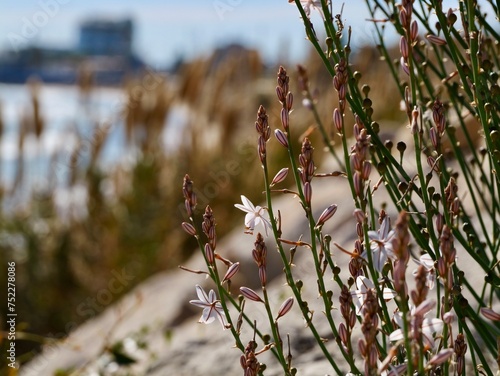 Blooming pollow-stemmed asphodel, onionweed, onion-leafed asphodel or pink asphodel (Asphodelus fistulosus) on a rocks at Mediterranian cost of Spain photo