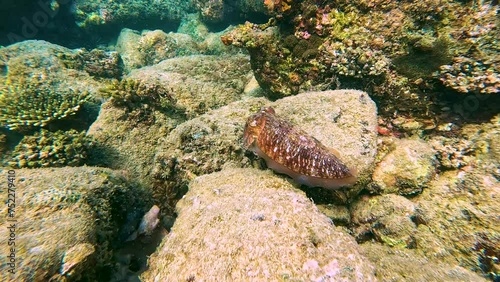 Cuttlefish cuttles sepia cephalopod swims and hunts in the rocks of coral reefs and warm tropical waters photo