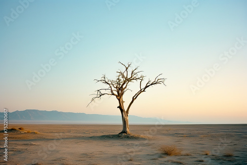 A lonely dry tree in the steppe against the background of mountains. The concept of Drought and global warming. photo