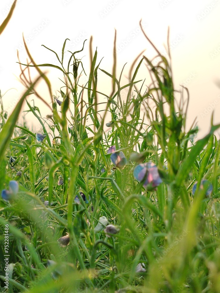 sky Sunset green field with corn leaf blurry background
sky Sunset green field with corn leaf blurry background