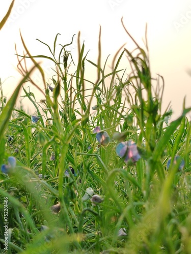 sky Sunset green field with corn leaf blurry background 