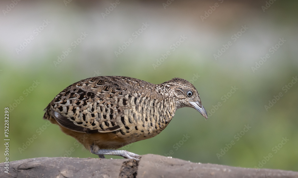 Barred Buttonquail on the ground animal portrait.