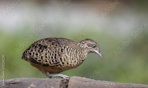 Obraz na płótnie Barred Buttonquail on the ground animal portrait. w salonie