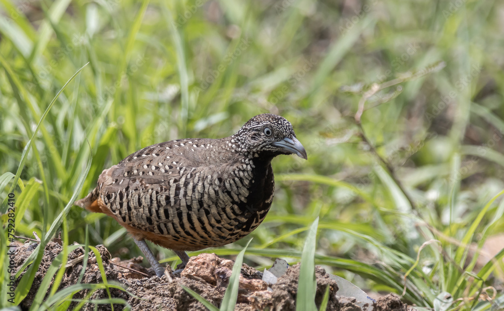 Barred Buttonquail on the ground animal portrait.