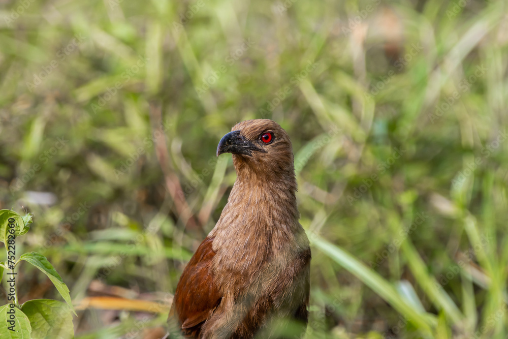 Andaman coucal close up shot animal portrait.