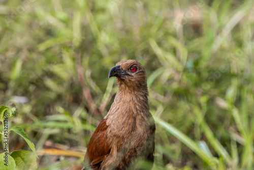 Obraz na płótnie Andaman coucal close up shot animal portrait. w salonie
